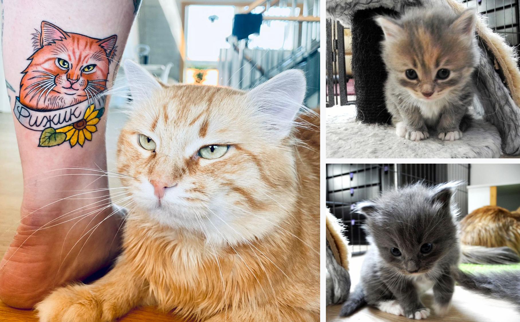 Photo of Rizhik with my tattoo of him, Tunguska and Baikal